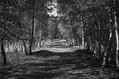 Dirt road along trees in forest