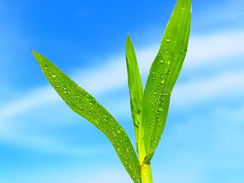 Close-up of wet plant against blue sky