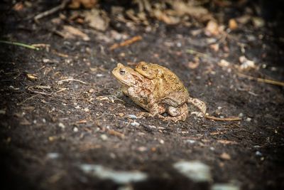 High angle view of frog on land