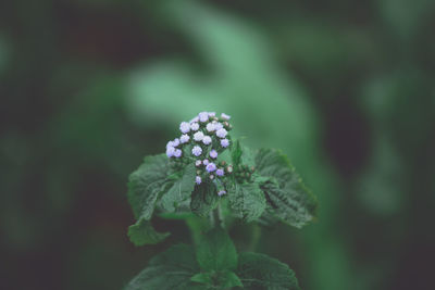 Close-up of flowering plant