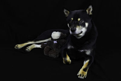 Portrait of dog with teddy bear against black background