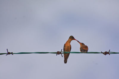 Low angle view of birds perching on fence against sky