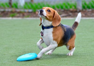 Dog playing with plastic disc on grassy field