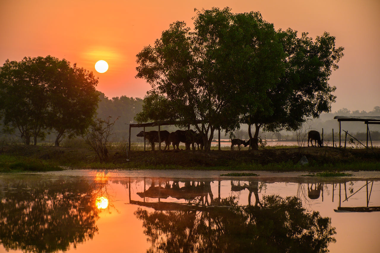 REFLECTION OF TREES IN LAKE DURING SUNSET