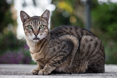 Close-up portrait of tabby cat sitting outdoors