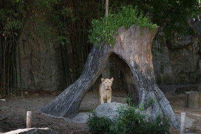 View of a cat sitting on tree trunk