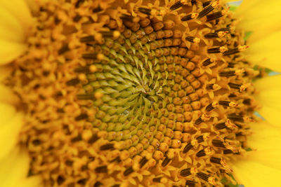 Close-up of yellow flowering plant