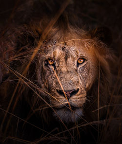 A close up portrait of a distinctive lion in the remote busanga plains in kafue national park.