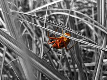 Close-up of insect on flower