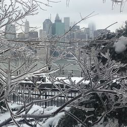 Bare trees in city