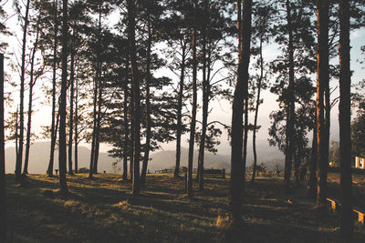 Trees on field in forest against sky