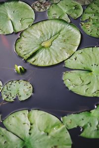 High angle view of leaves floating on water