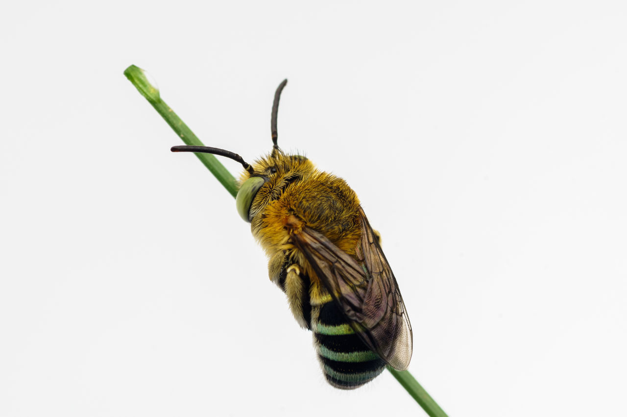 CLOSE-UP OF INSECT OVER WHITE BACKGROUND