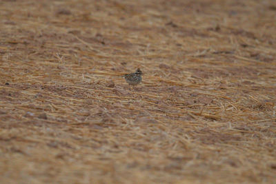 Close-up of spider on wood