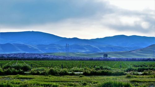 Scenic view of agricultural field against sky