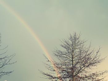 Low angle view of tree against rainbow in sky