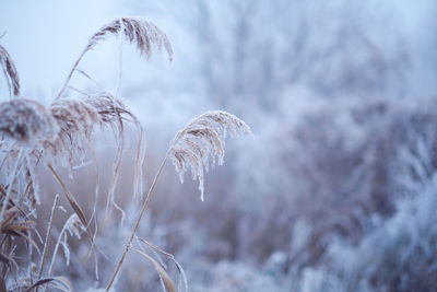 Close-up of frost on plants