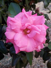 Close-up of pink flower