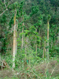 View of bamboo trees in forest