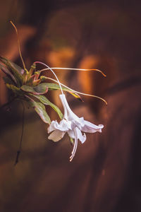 Close-up of wilted plant