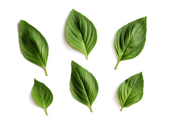 Close-up of green leaves against white background