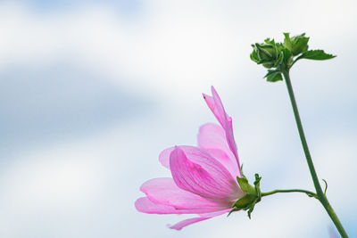 Close-up of pink flower