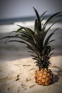 Close-up of pineapple on sand at beach