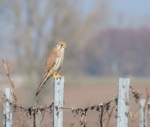 Close-up of bird perching on wooden post
