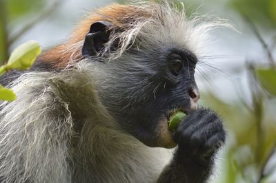 Close-up of monkey eating outdoors