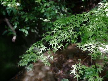 High angle view of lichen growing on tree in forest