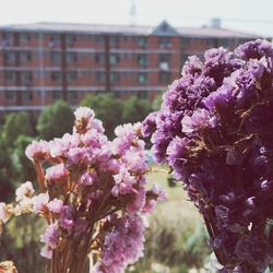Close-up of pink flowers blooming outdoors