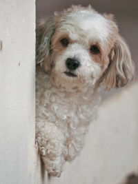 Close-up of hairy dog at home