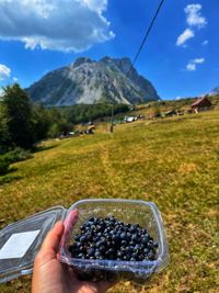 Blueberries and an altitude of 2100m