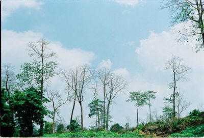 Panoramic shot of trees on field against sky