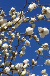 Low angle view of white flowering plants against blue sky