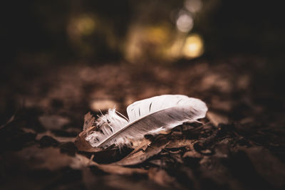 Close-up of feather