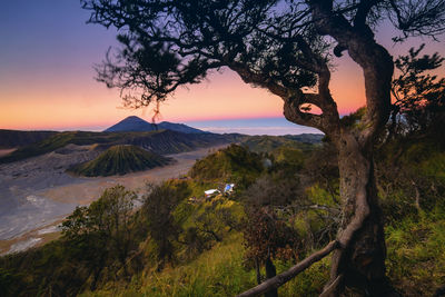 View of trees on landscape during sunset