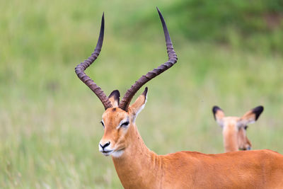 Deer standing on field