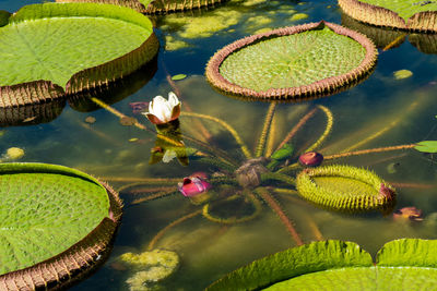 Close-up of lotus water lily in lake