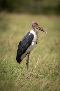 Marabou stork stands in grass in profile