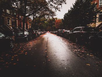 Street amidst trees in city