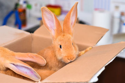 Close-up of an animal on table