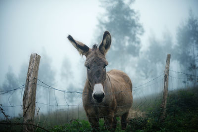 Portrait of donkey standing by fence during foggy weather