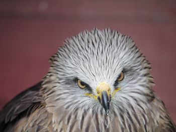 Close-up portrait of owl