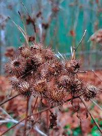 Close-up of dried plant