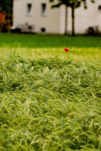 Close-up of plants growing on field