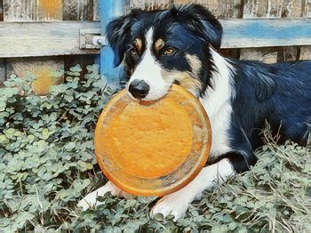 Close-up portrait of dog