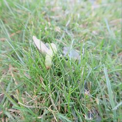 Close-up of grass on field