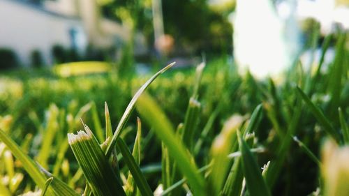 Close-up of fresh green plant in field