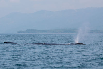 Whale on surface blowing
